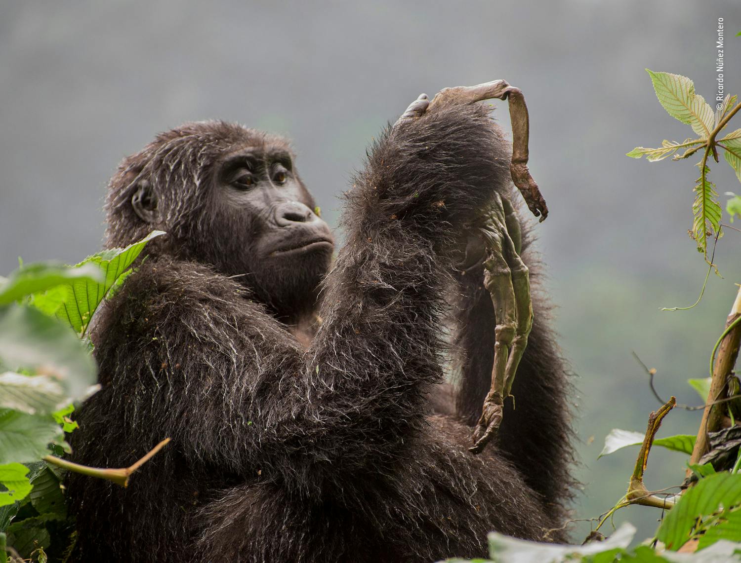 Kuhirwa mourns her baby Wildlife Photographer of the Year 2018